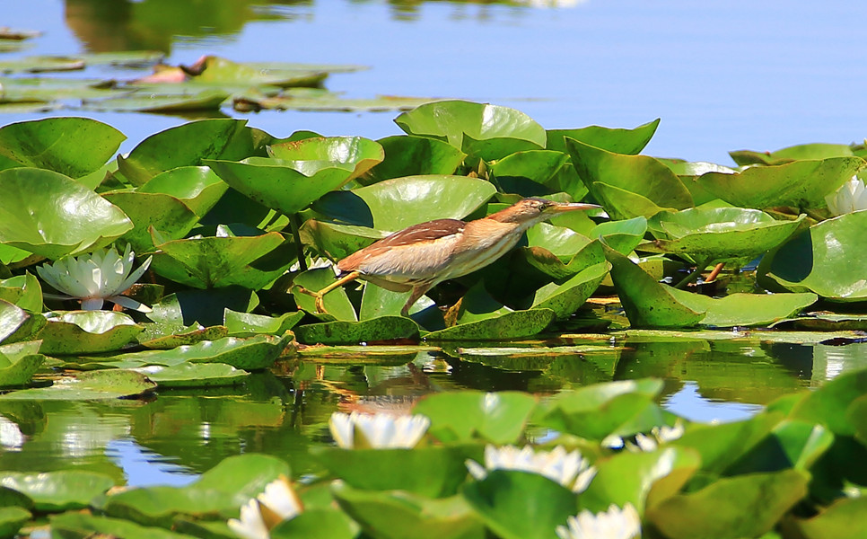 ʯ���Ӻ��񡪡���έ�Z�� (6)_����.jpg