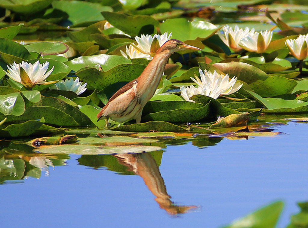 ʯ���Ӻ��񡪡���έ�Z�� (8)_����.jpg