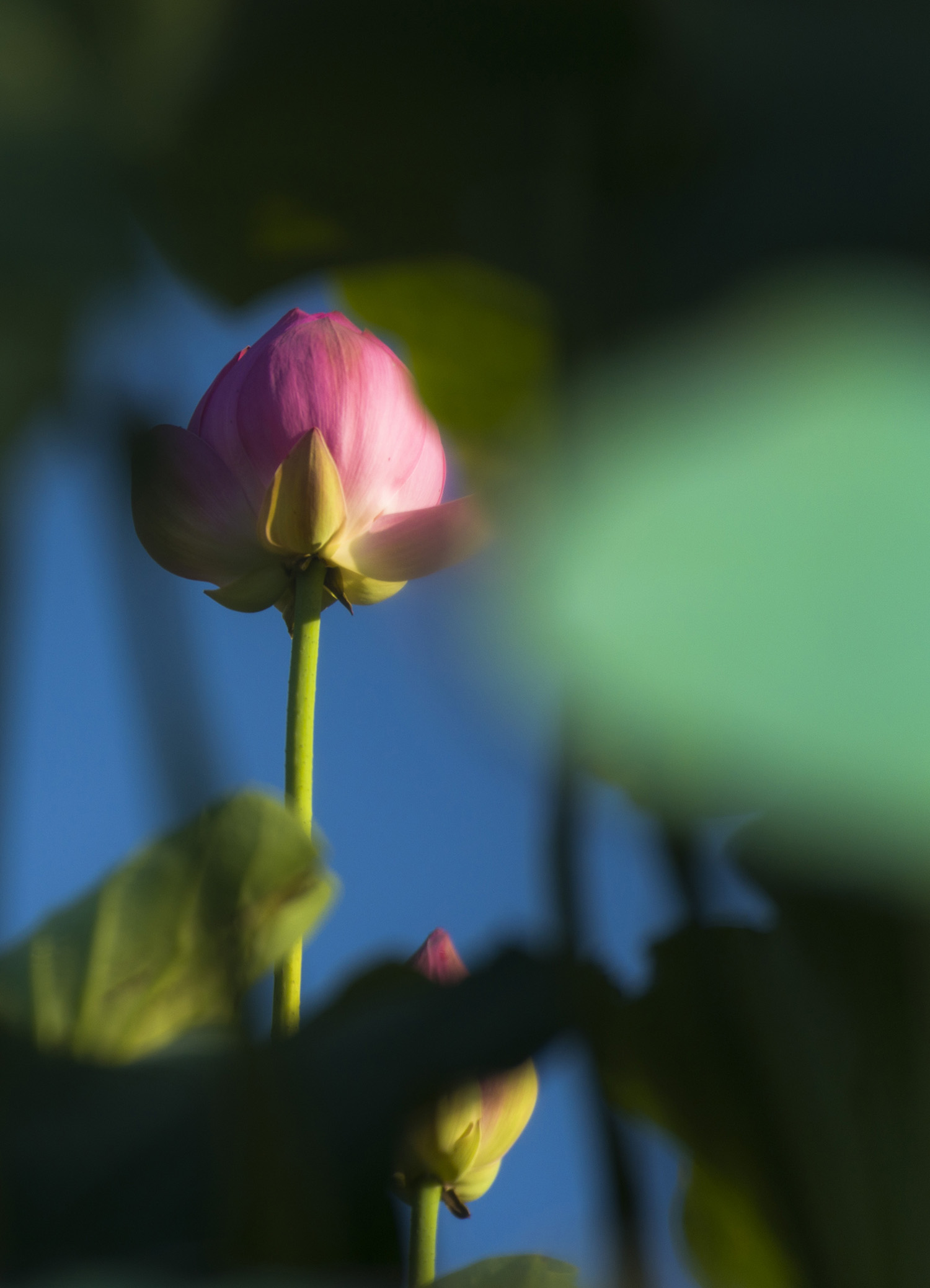 ����ɻ�������