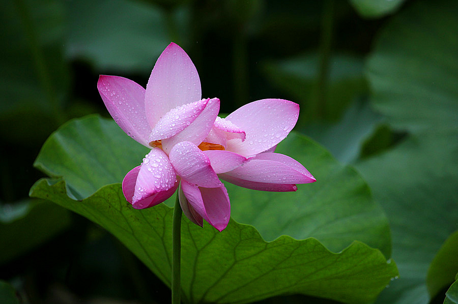 IMG_��� (93).jpg