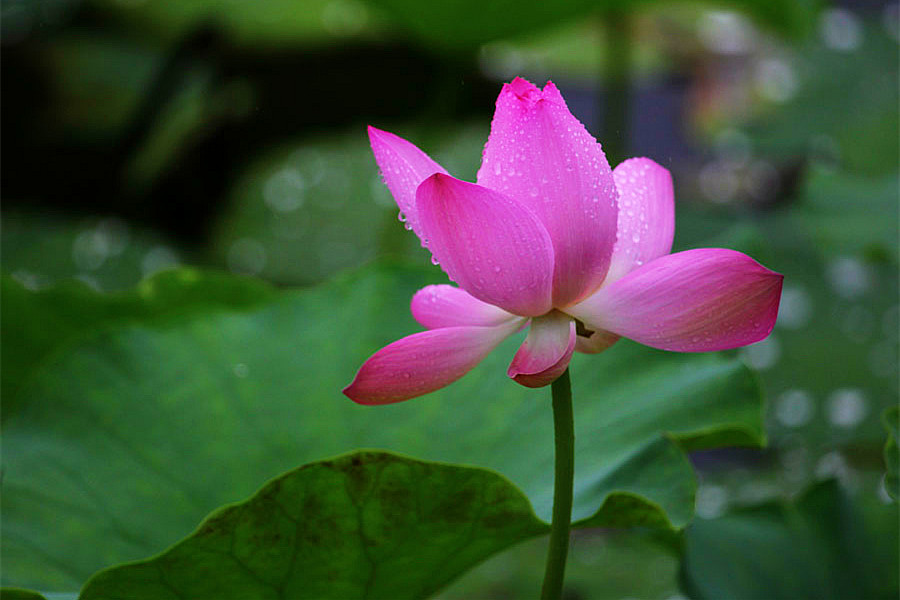 IMG_������ (2)_����.jpg