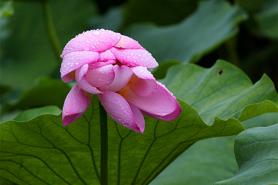 IMG_��� (84)_����.jpg