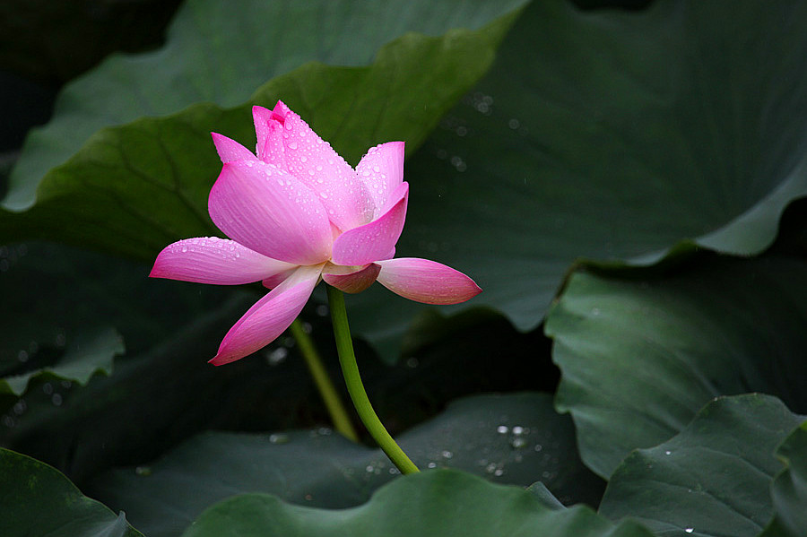 IMG_��� (88).jpg