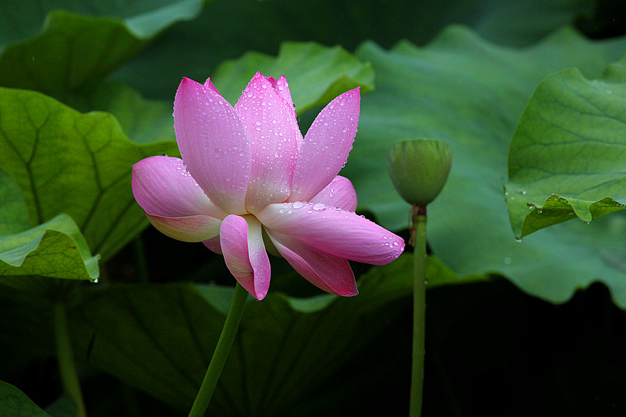 IMG_��� (94).jpg