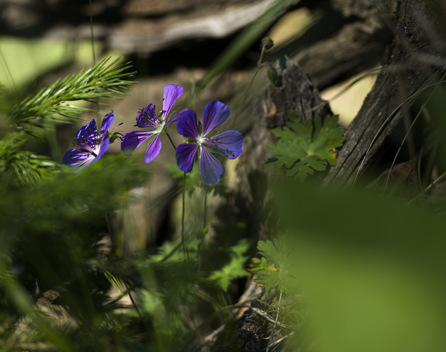 ��ɽ��Ұ��Ұ�ݶ�❀