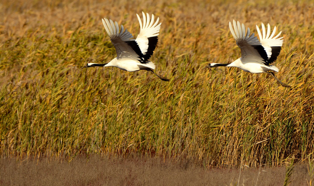 44DSC_2740.jpg  111.jpg