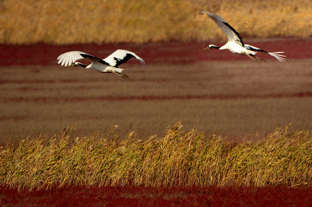 33DSC_2760.jpg  111.jpg