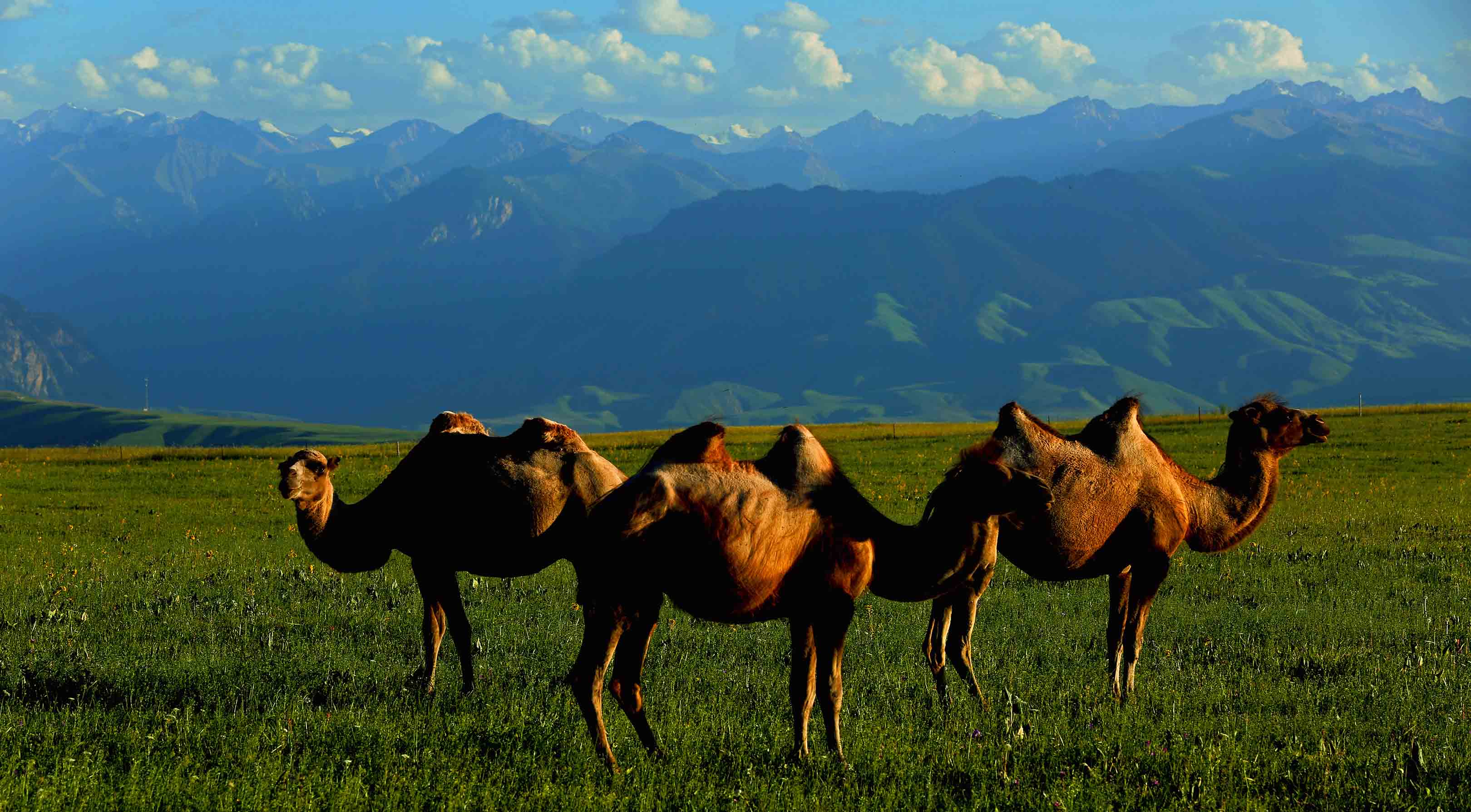 ���ߵ�����