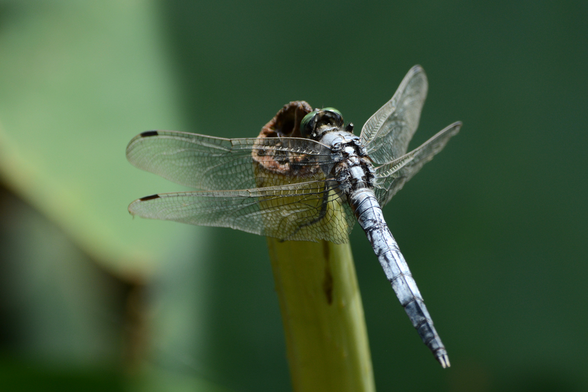 nEO_IMG_DSC_5378.jpg