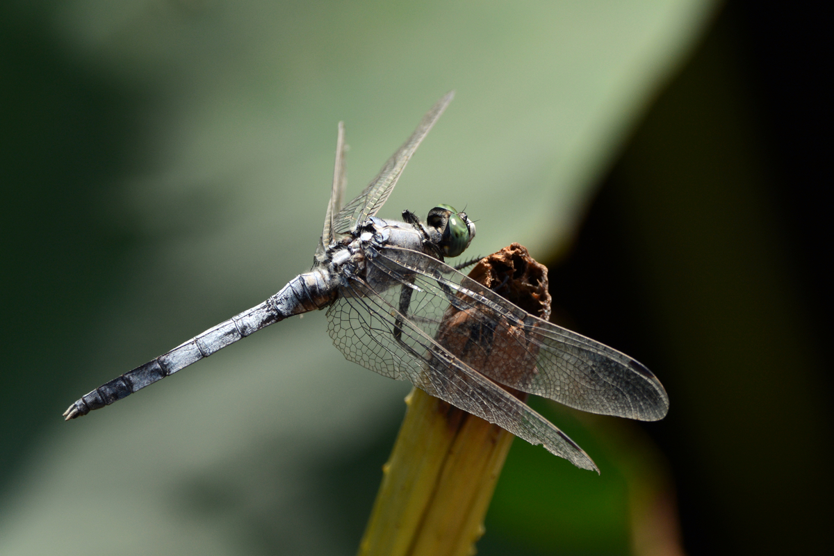 nEO_IMG_DSC_5383.jpg