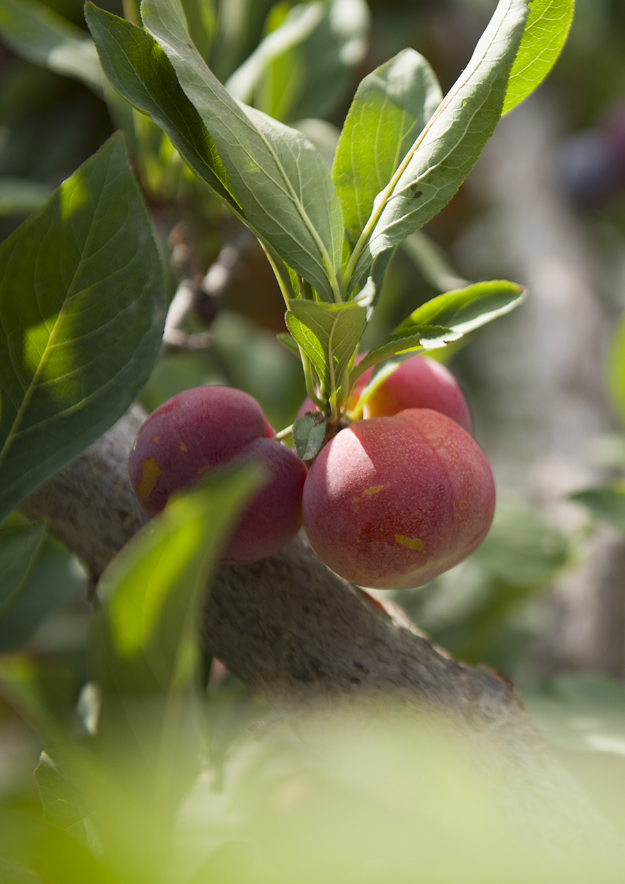 ���ӿ�����