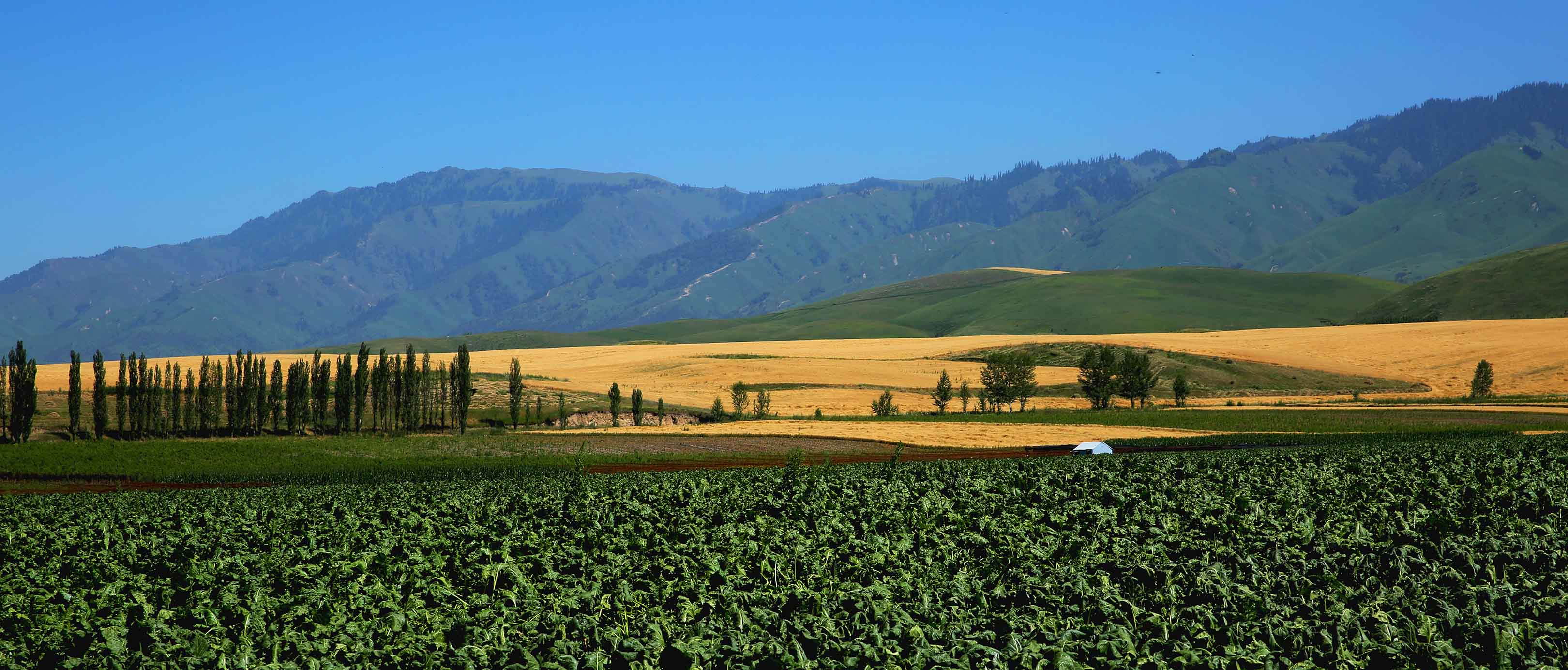 �����صĺ�������