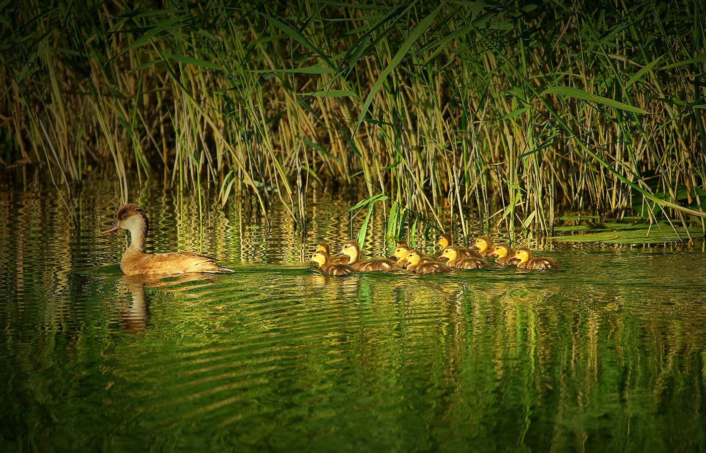 Ѽ������С����