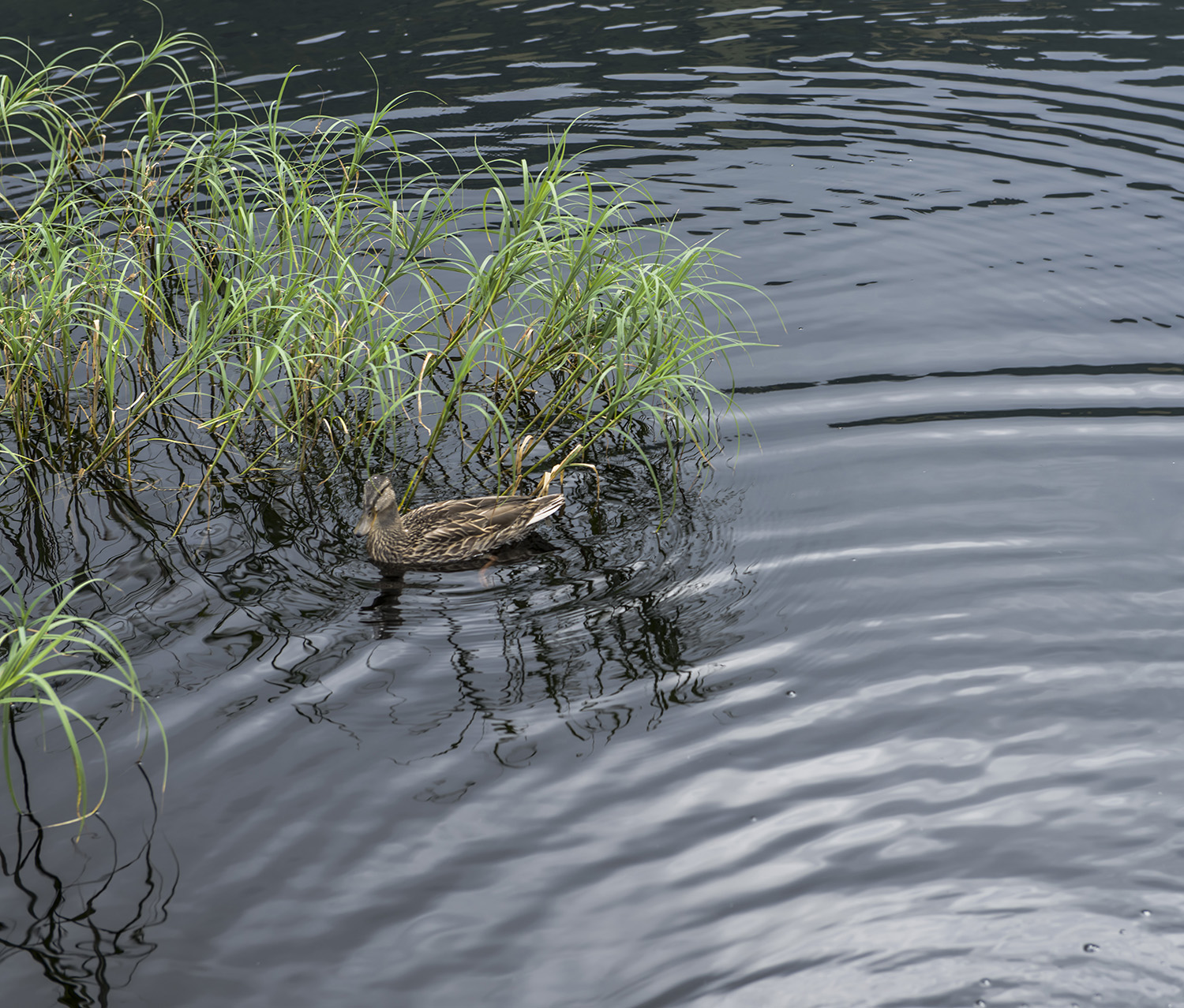 ����˹���ߵ�ҰѼ