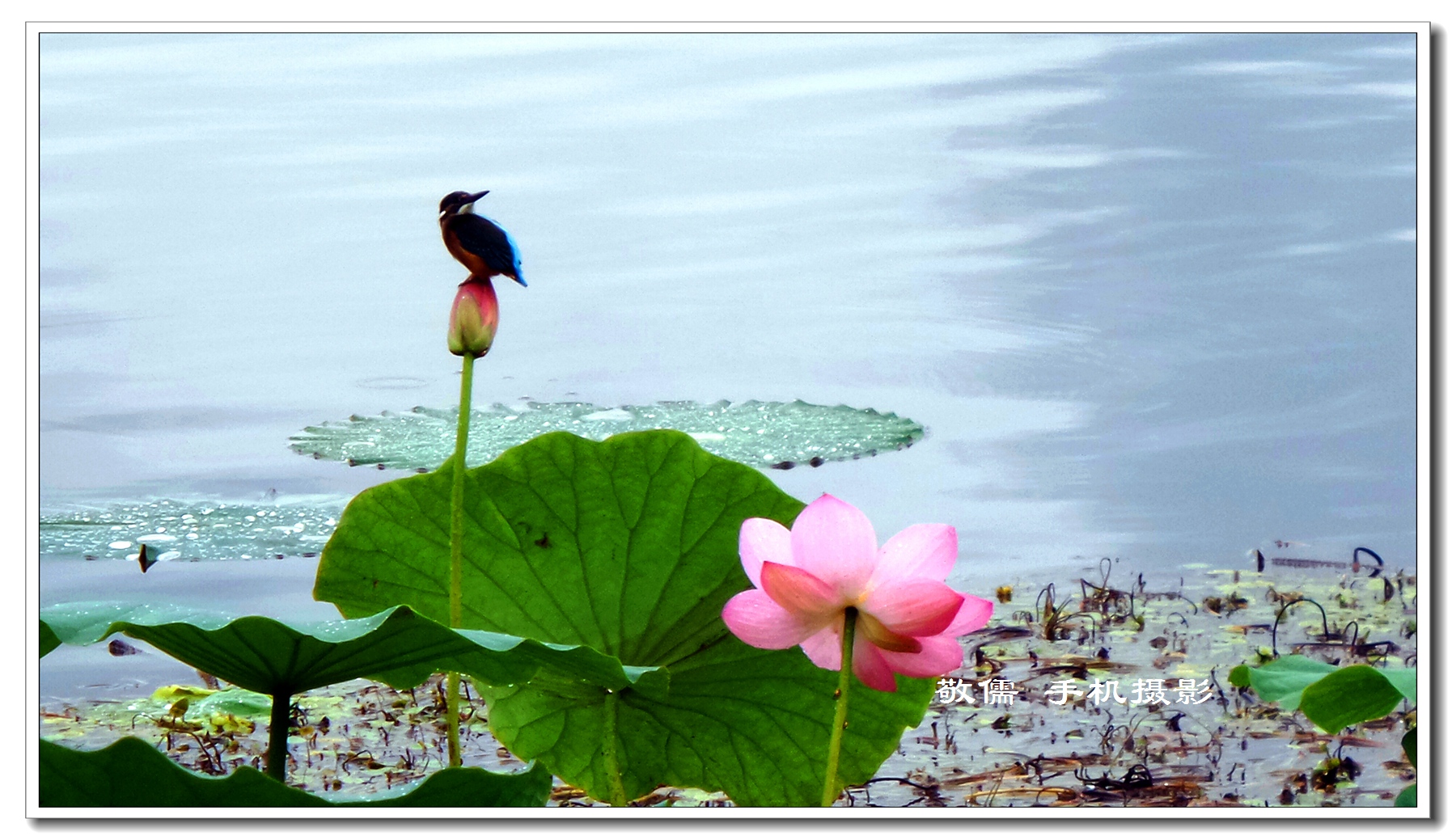 ��-������ �ֻ���.jpg