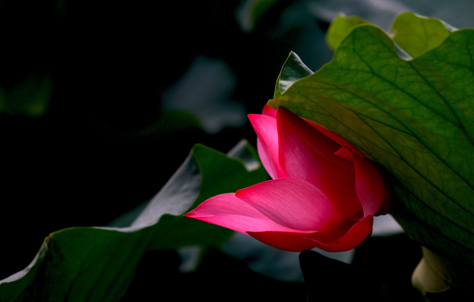 ���� _MG_4989.JPG