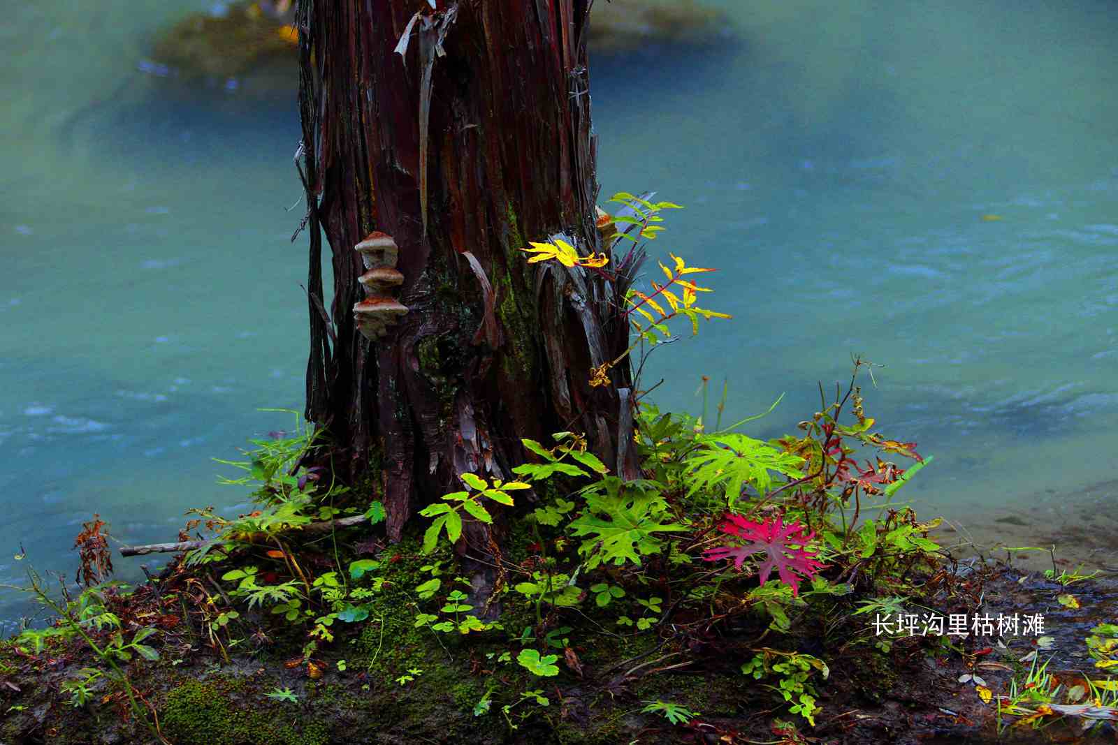 10. ����̲.jpg