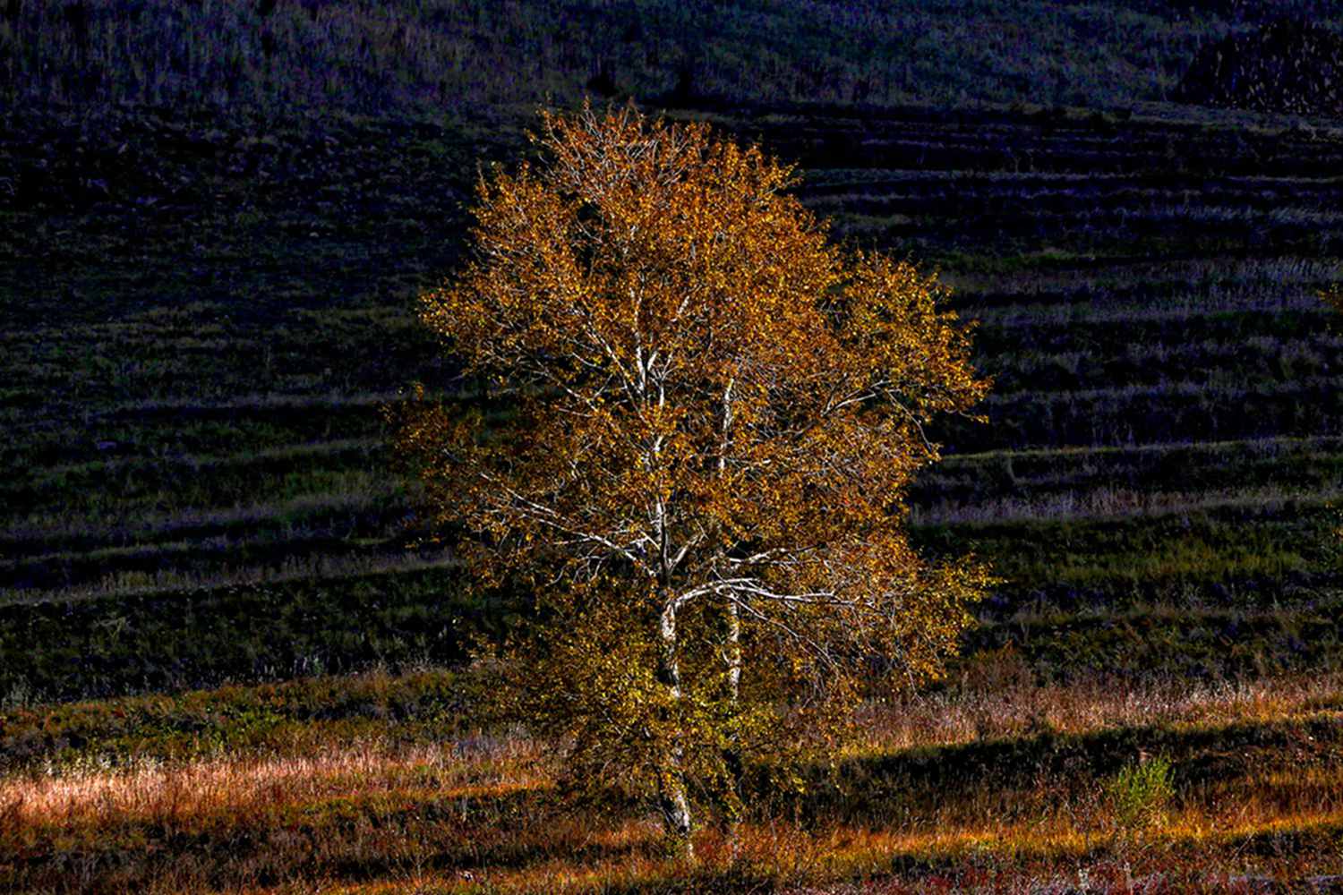 ������ɫ 4.jpg