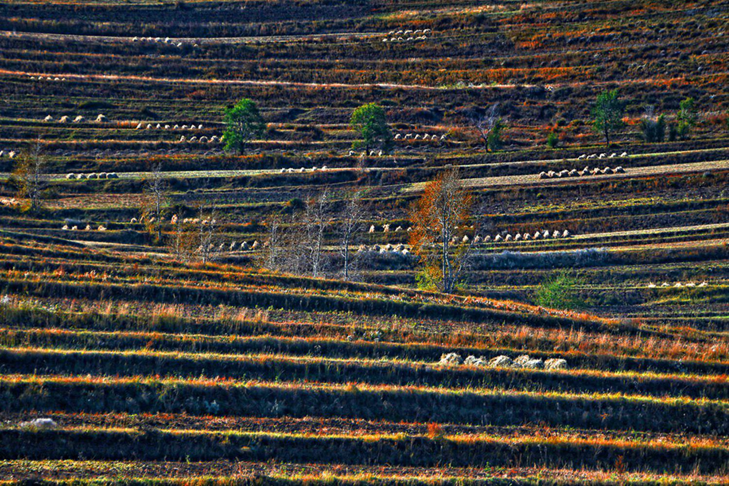 ������ɫ 8.jpg