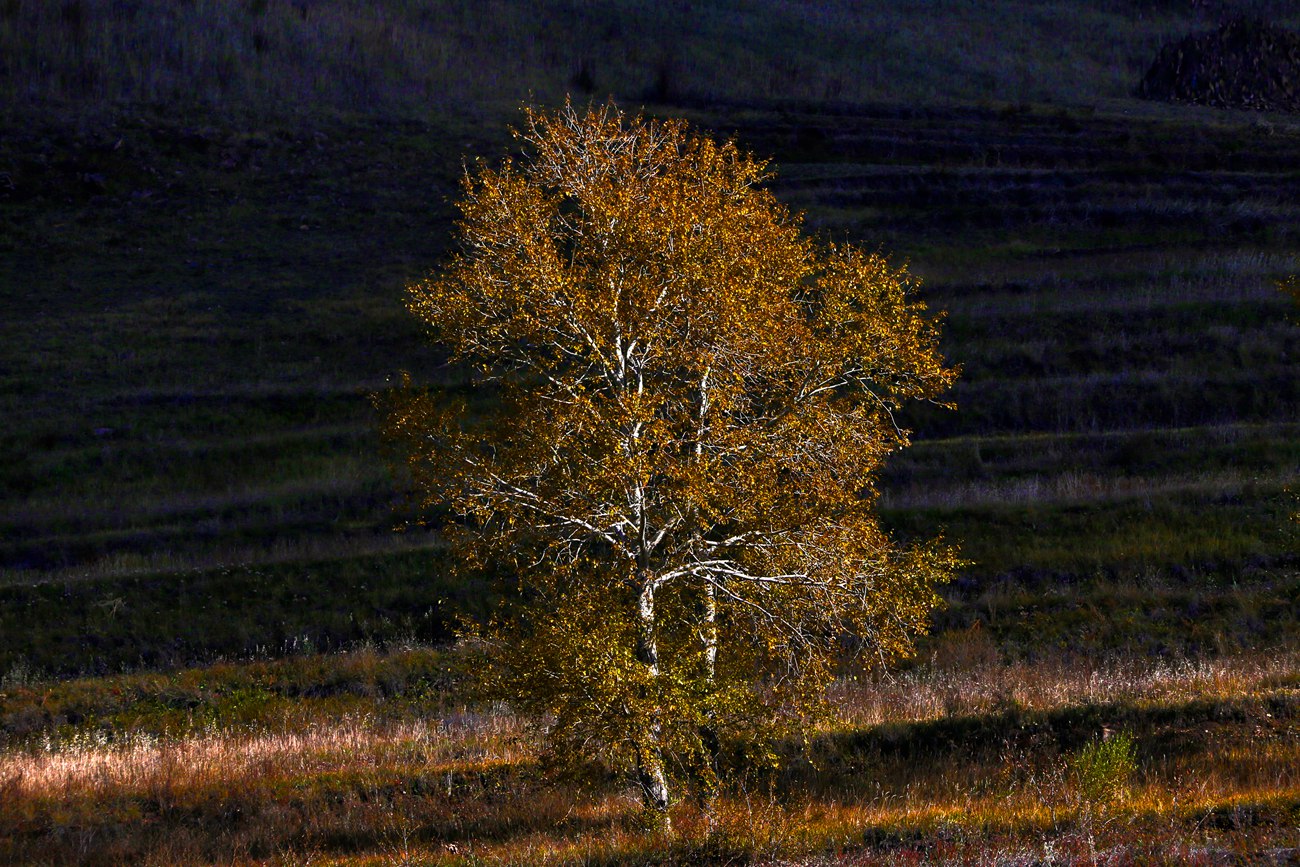 ������ɫ 4.jpg