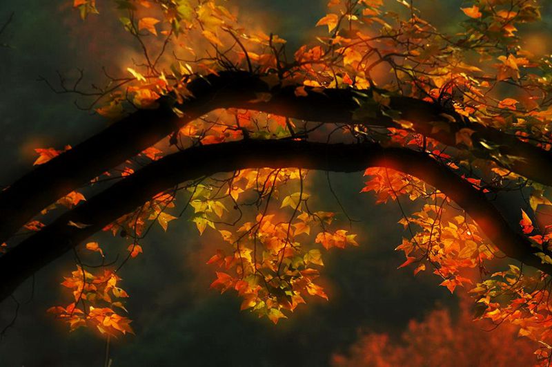 ��ɫ           ��Ӱ������..JPG