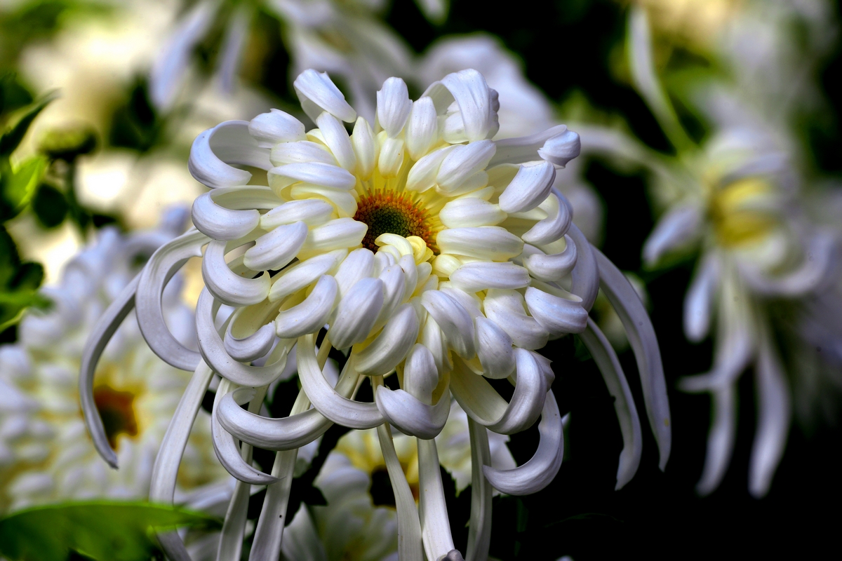 nEO_IMG__DSC5001 - ����.jpg