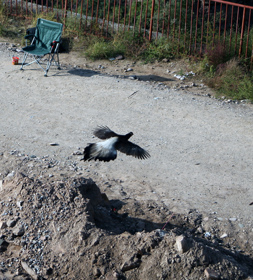 ��ȥ�� ������