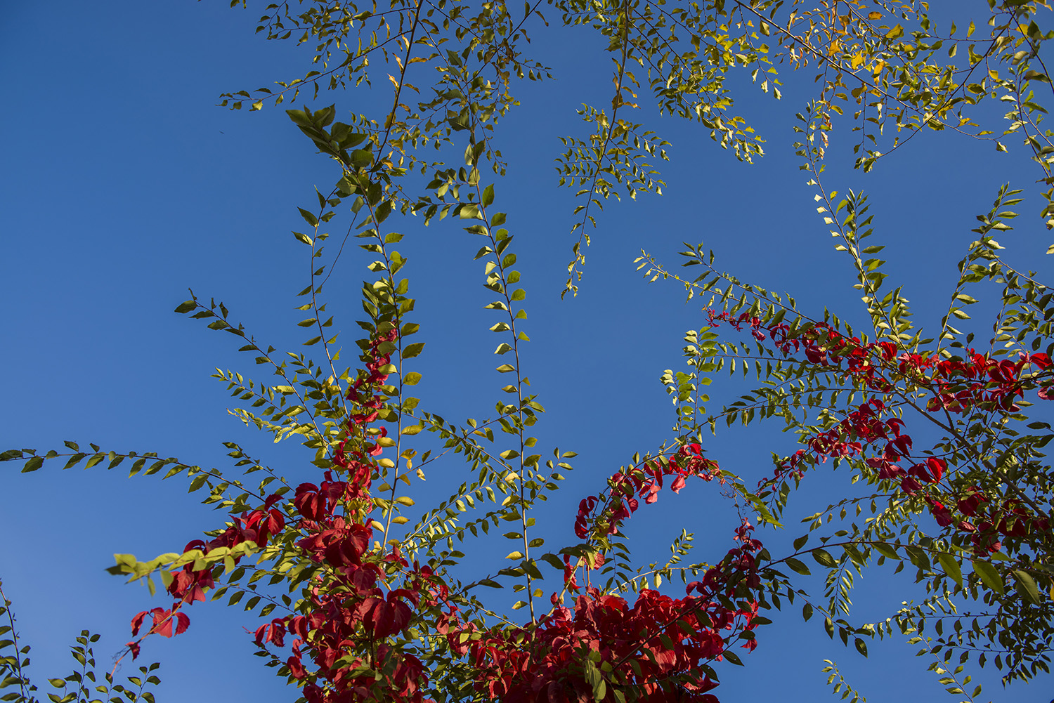 ���˵���Ҷ