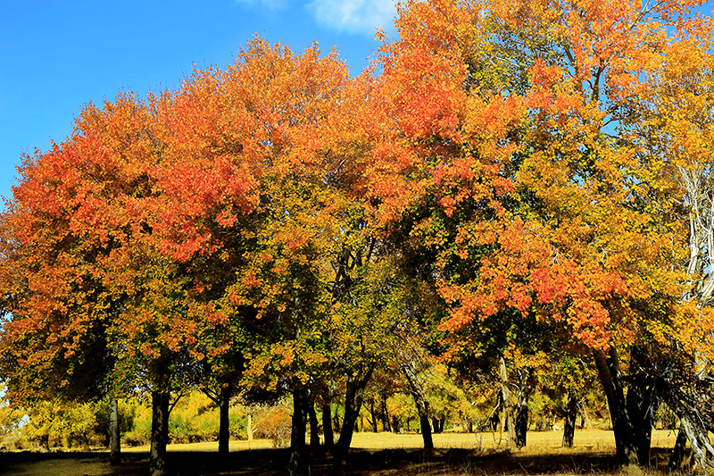 ��ĽŲ������� (4).jpg