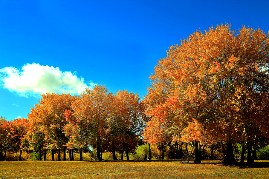 ��ĽŲ������� (5).jpg