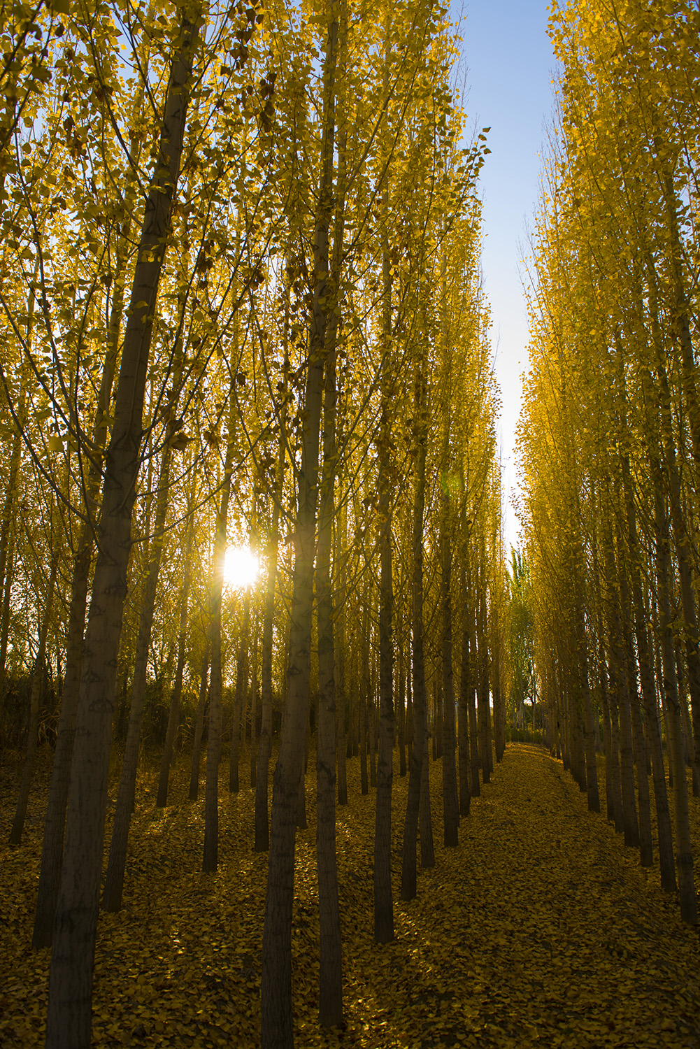 ԭ������������