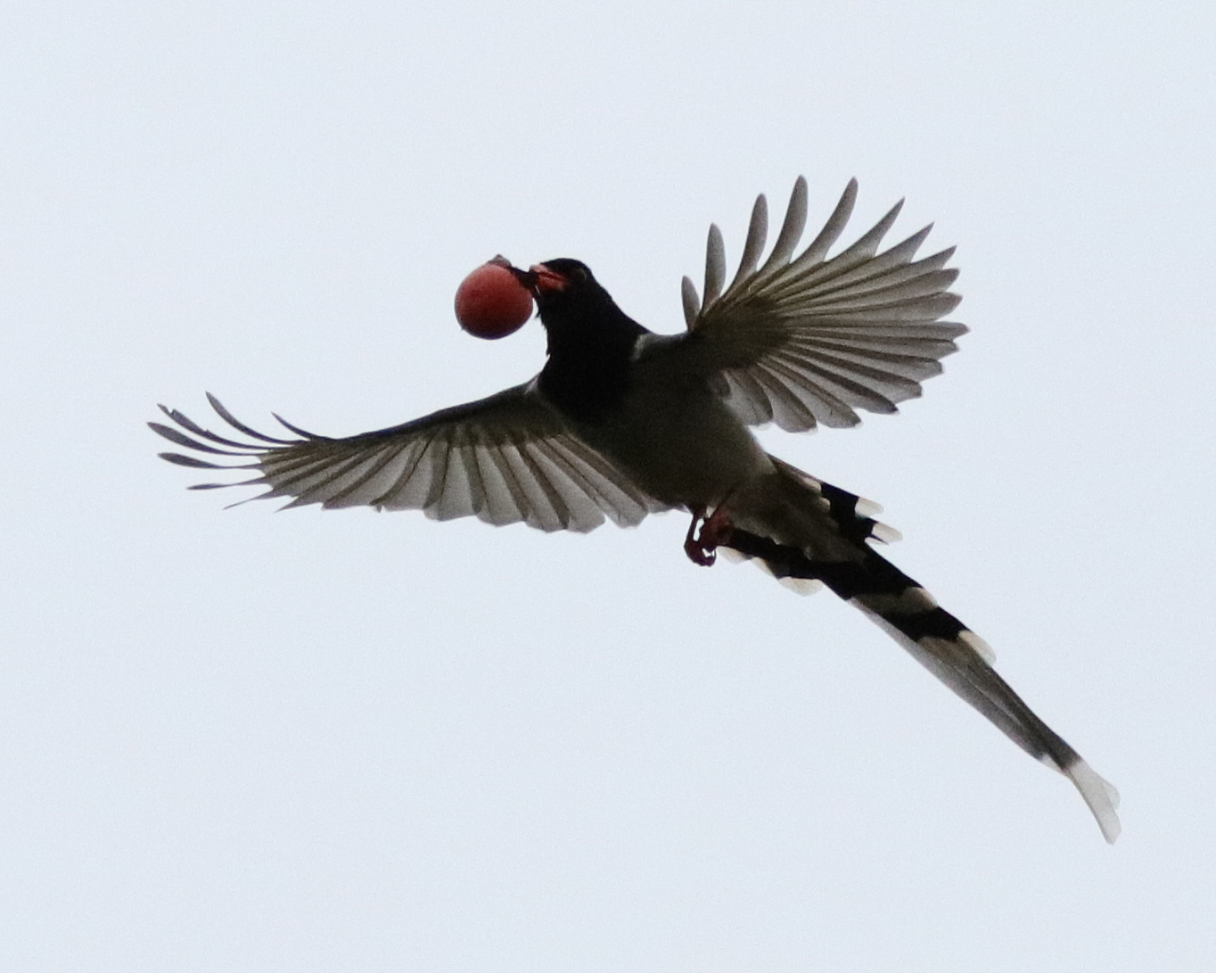 С��ԡ����˺����� (1).JPG