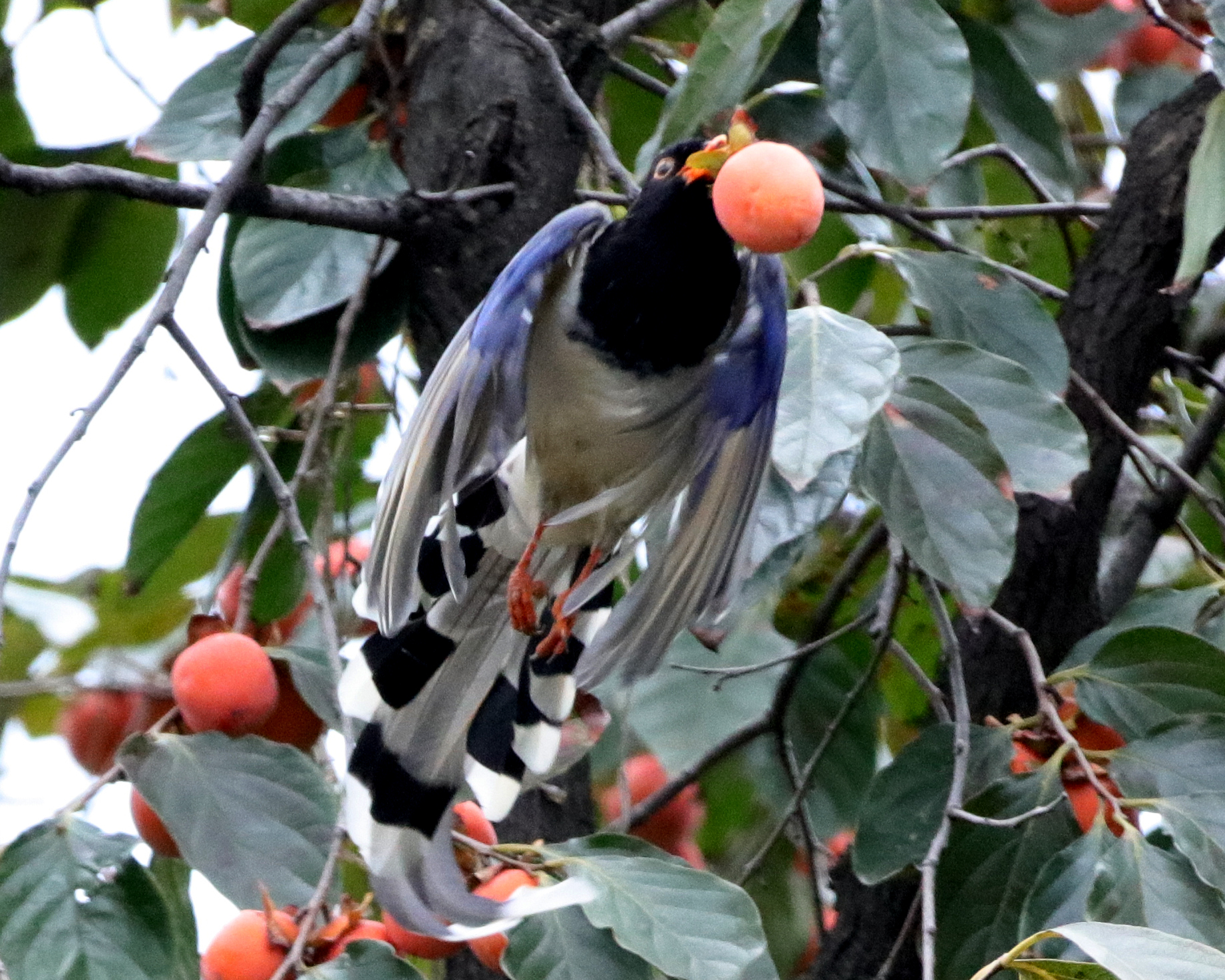 С��ԡ����˺����� (14).JPG