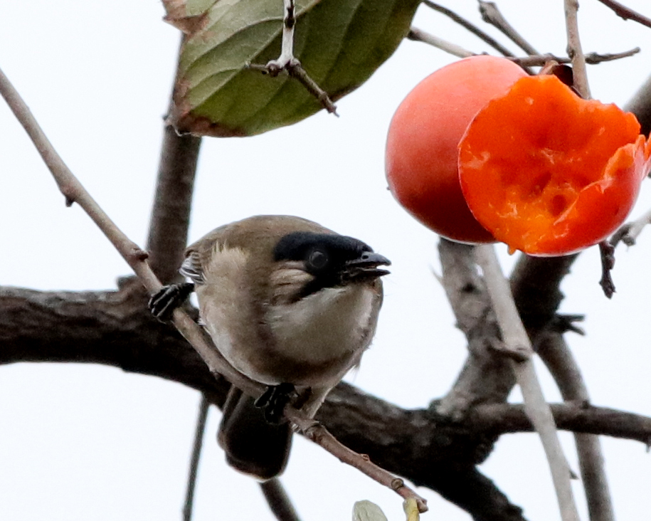 С��ԡ����˺����� (16).JPG