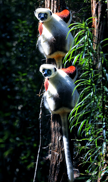 �� �ޣ��θ裩-������������Ȼ��-C2.jpg