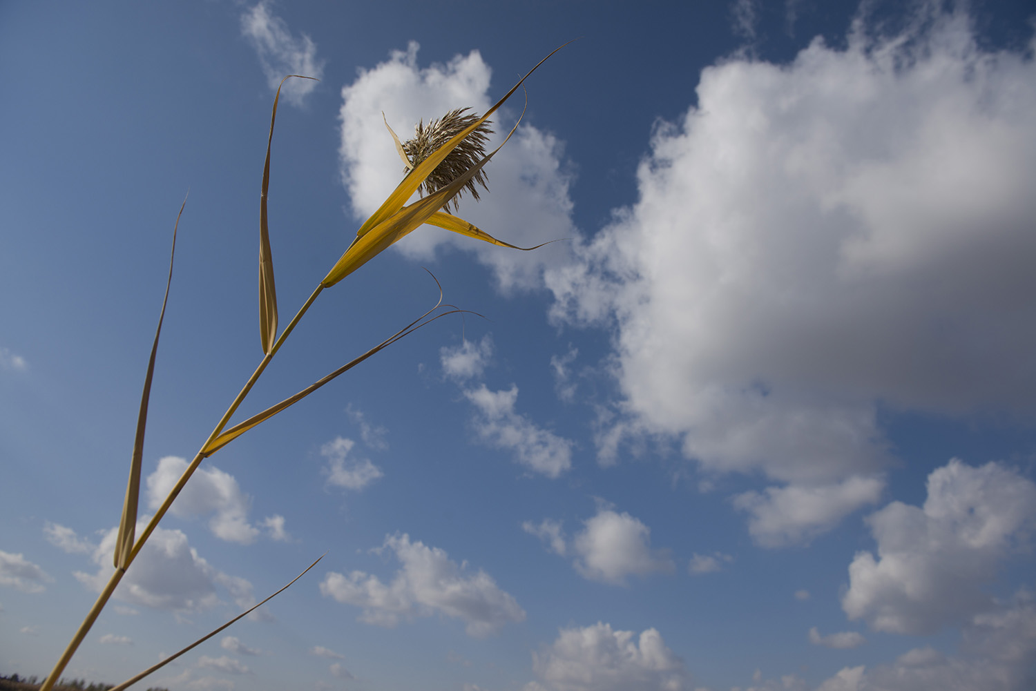 �����ף����«έ��