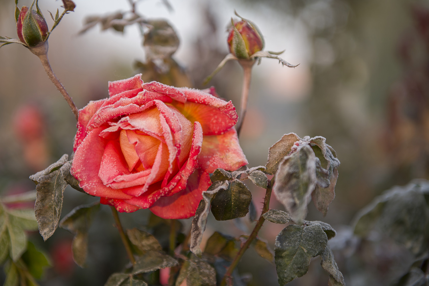 ��ѩ�μ���