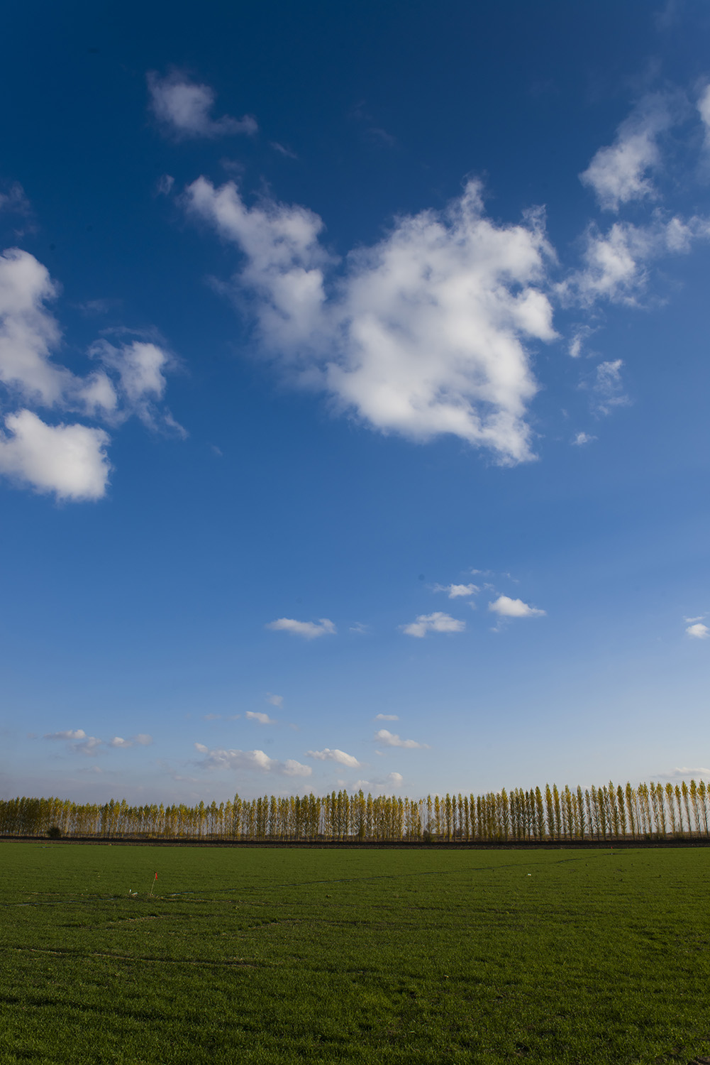 ������ơ���Ұ