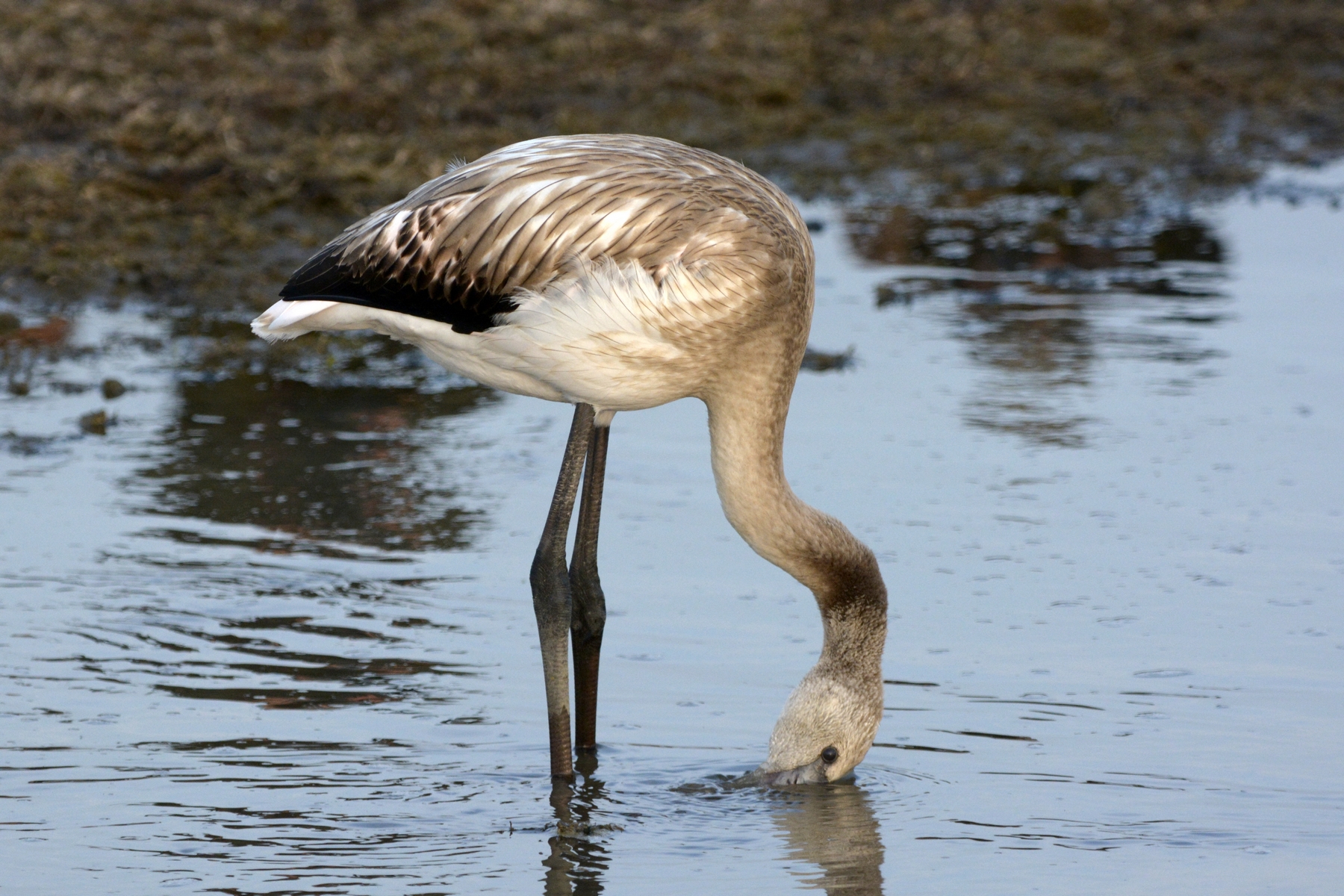 nEO_IMG__DSC8480 (2).jpg