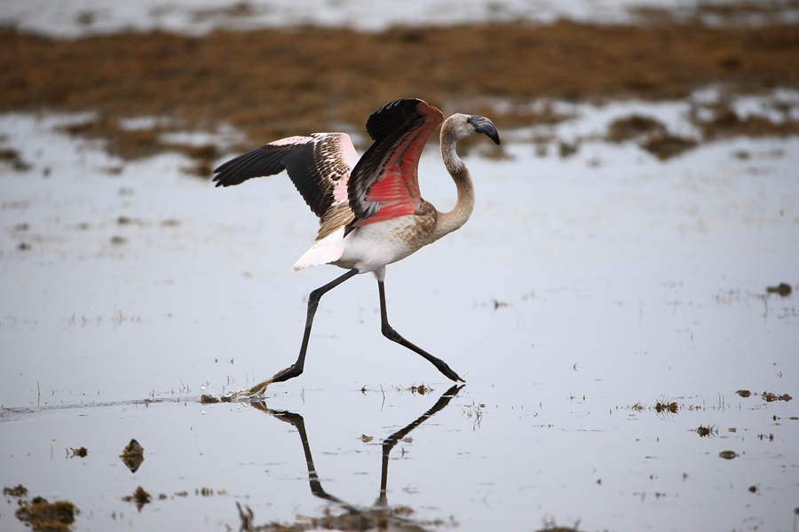 CW2Z2266 ������_����.jpg