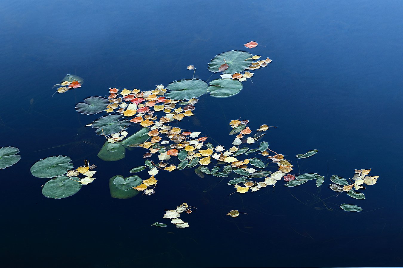 ���Ź�����Ҷ֪� (1).jpg