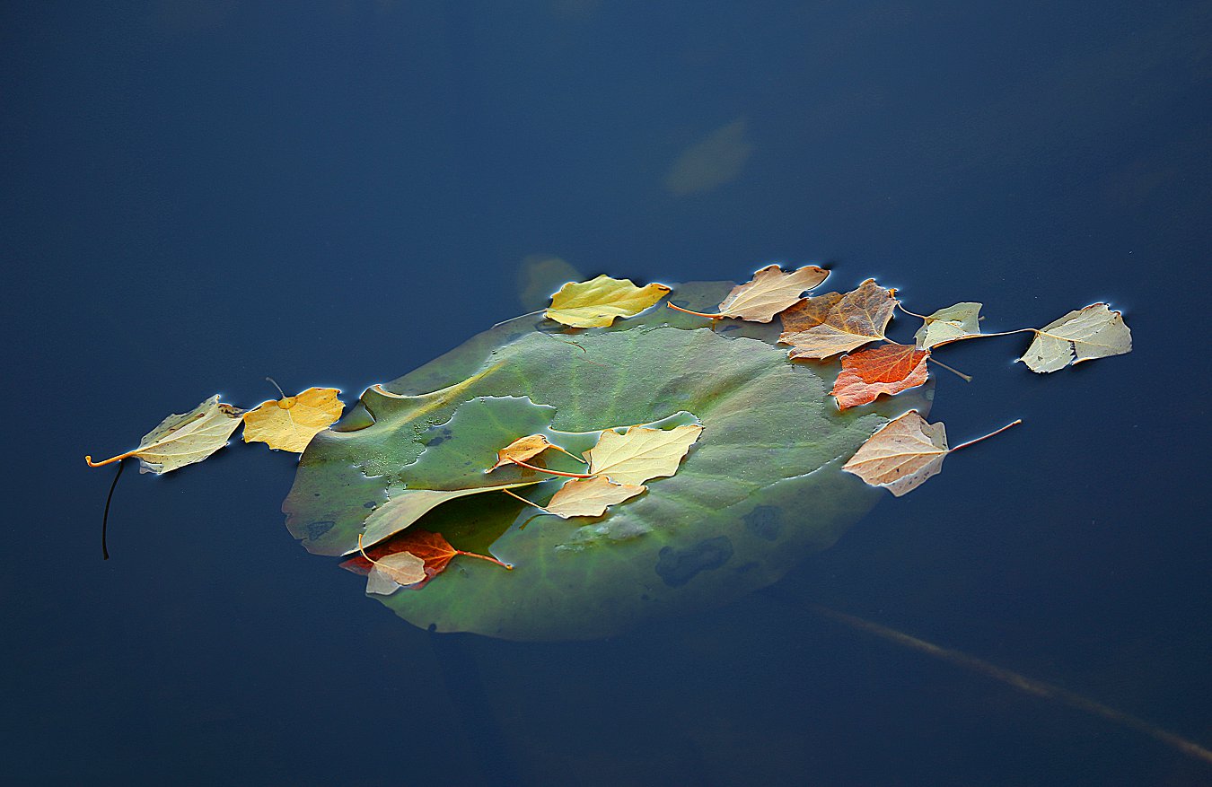 ���Ź�����Ҷ֪� (3).jpg