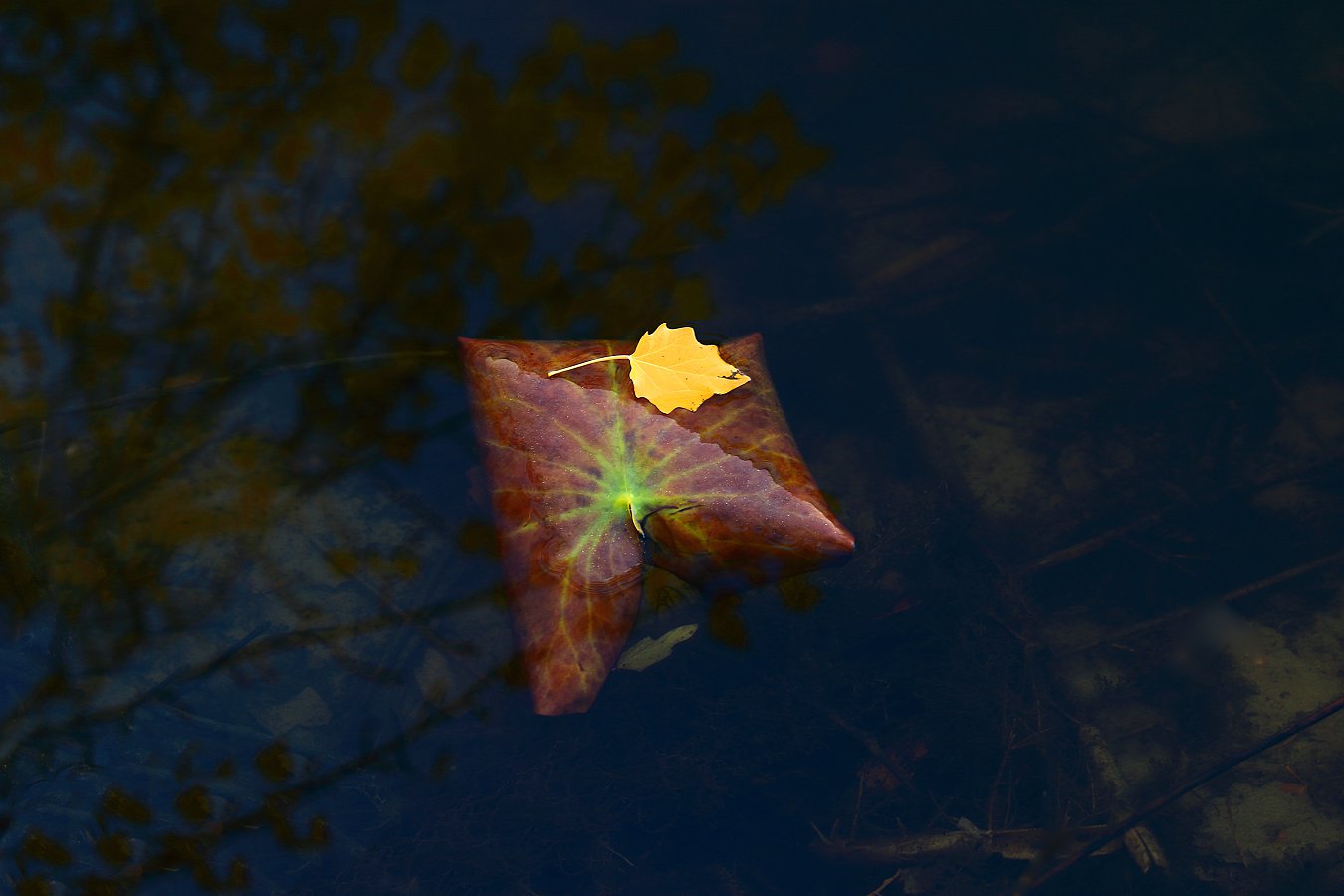 ���Ź�����Ҷ֪� (4).jpg