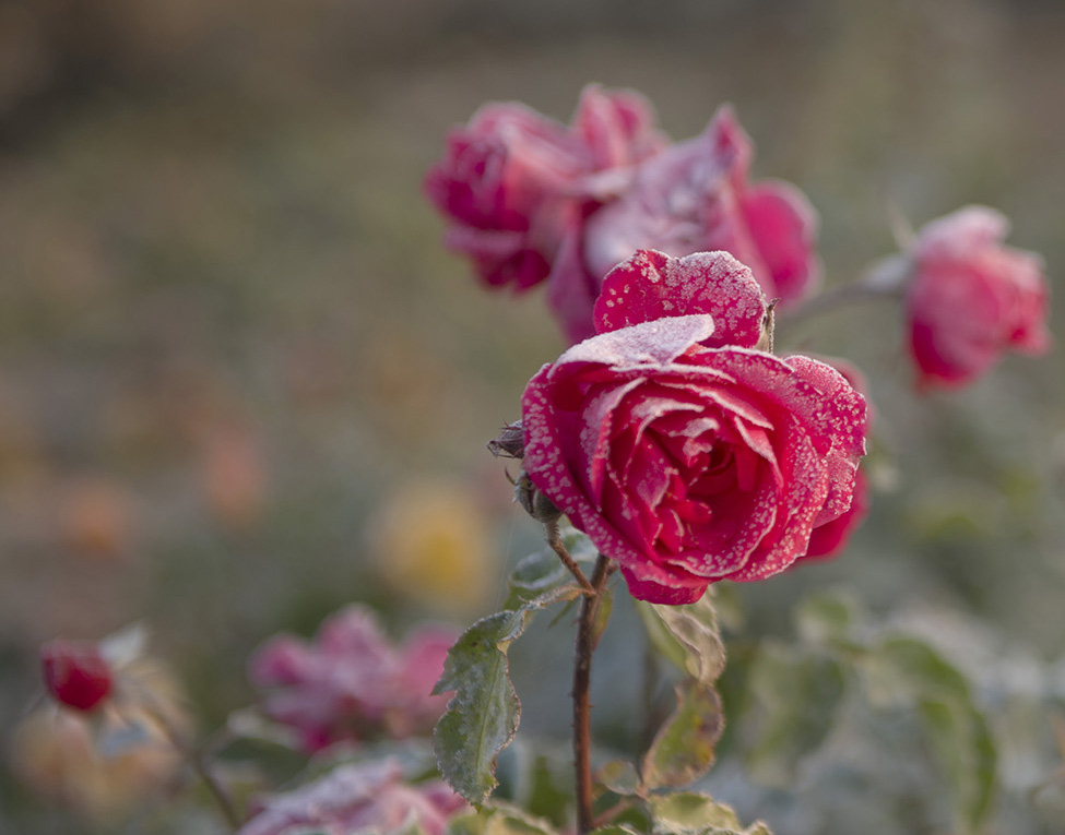 ����������ҹ������