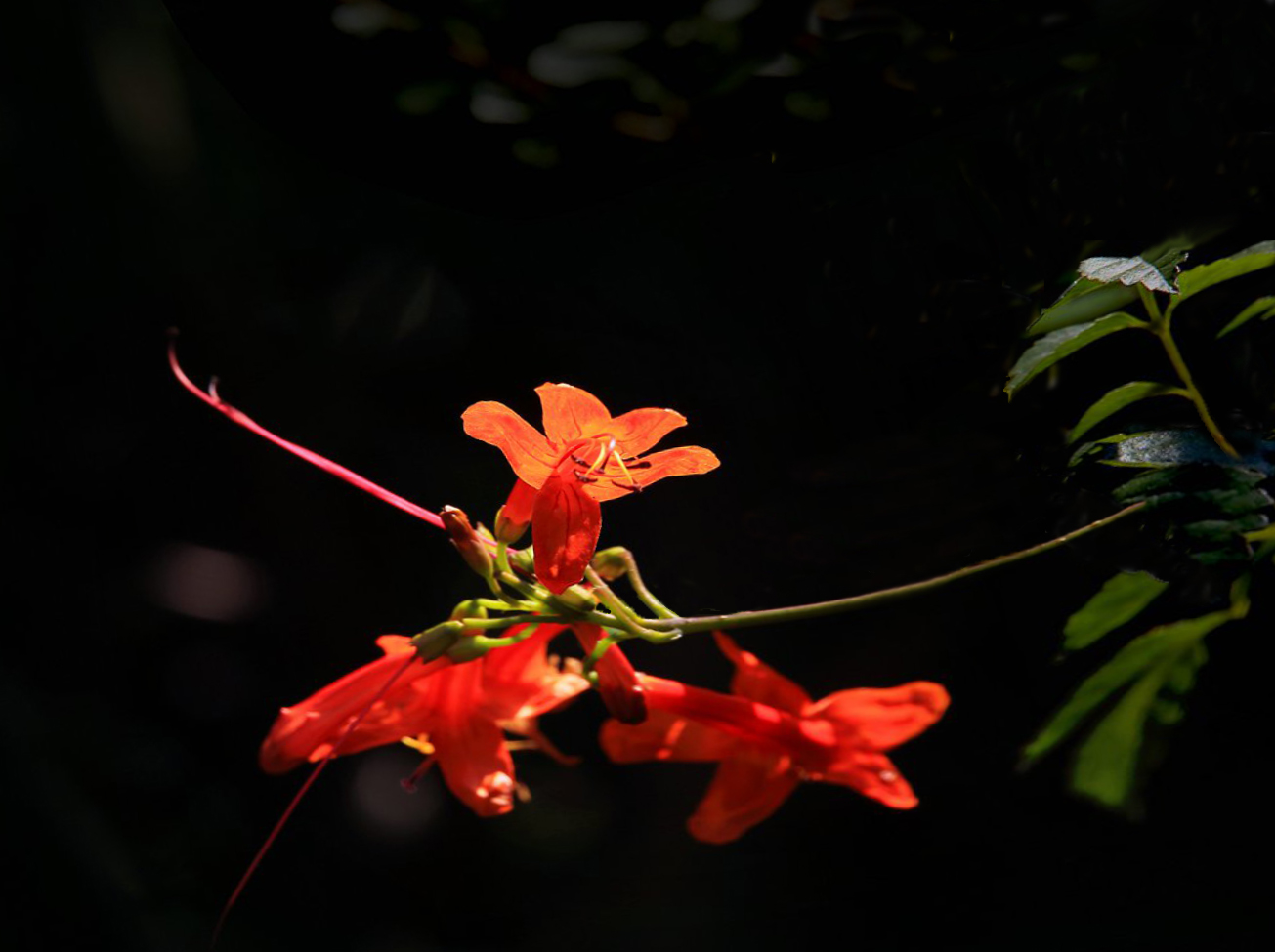 �컨��Ҷ1 (2).jpg