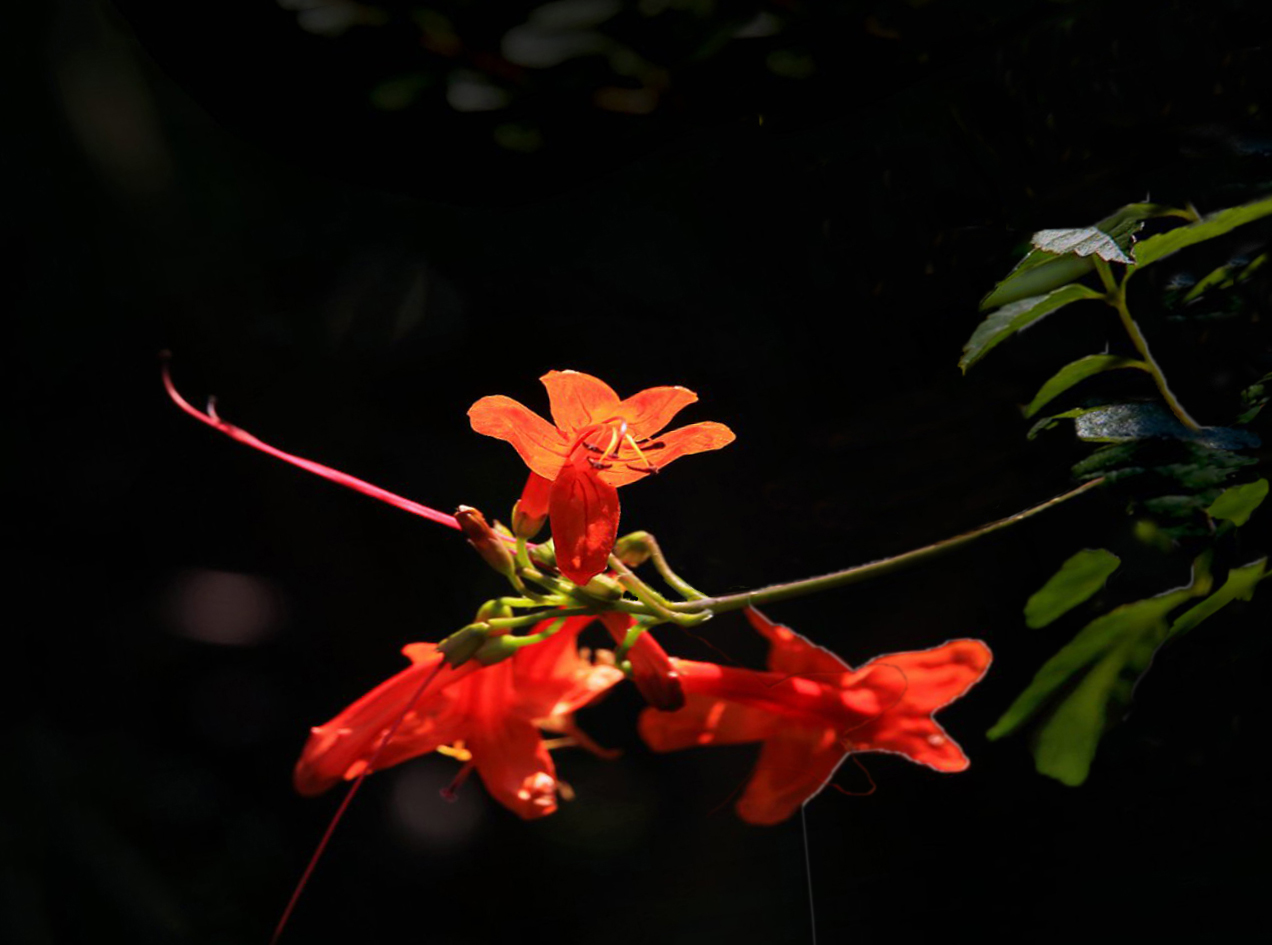 �컨��Ҷ1 1 (2).jpg