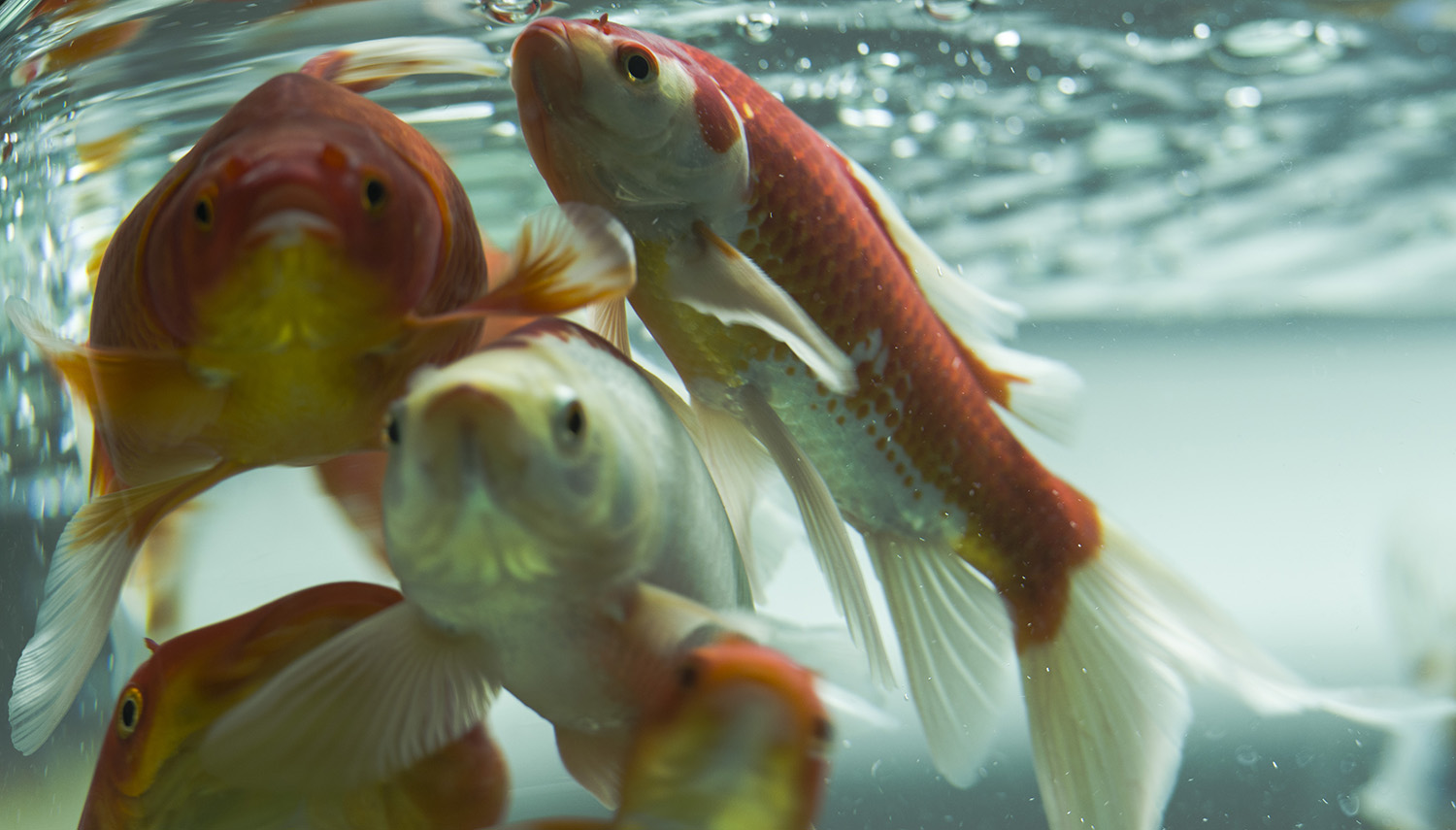 �������ź������