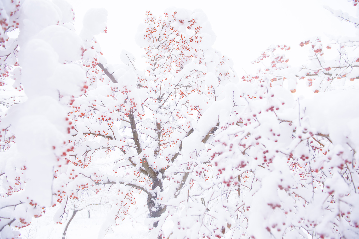 ��ѩ���֮��