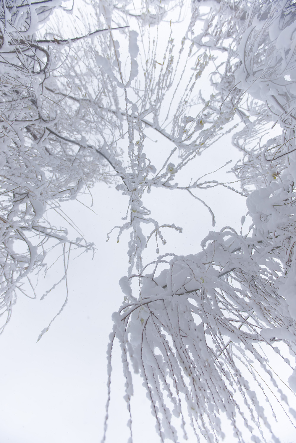 ѩ��԰����