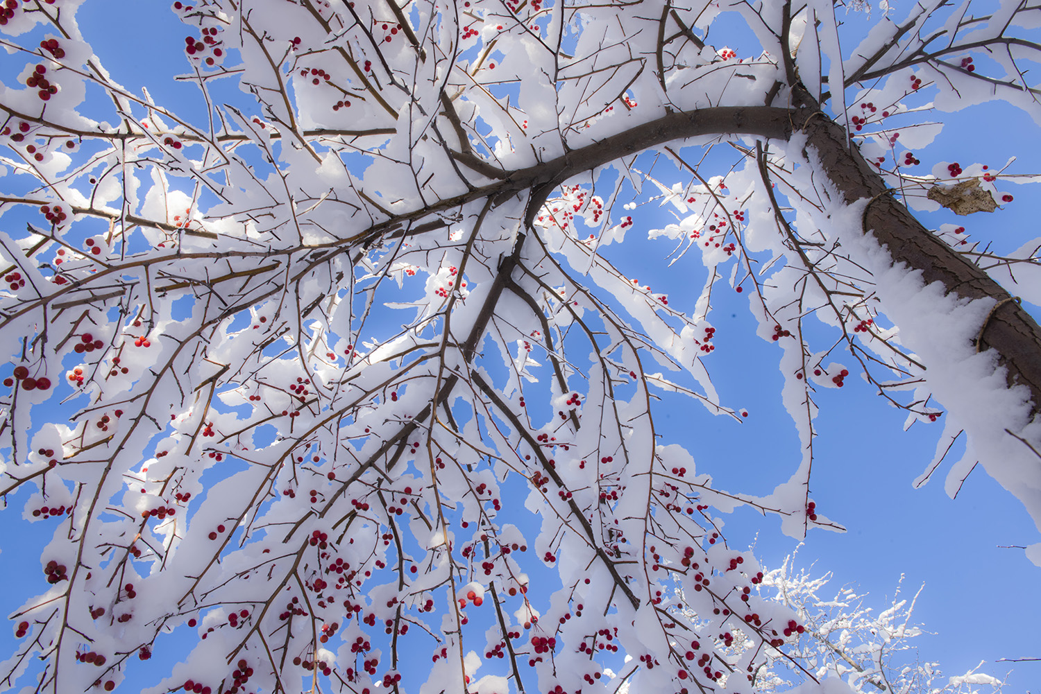 ��ɫ��ͯ������